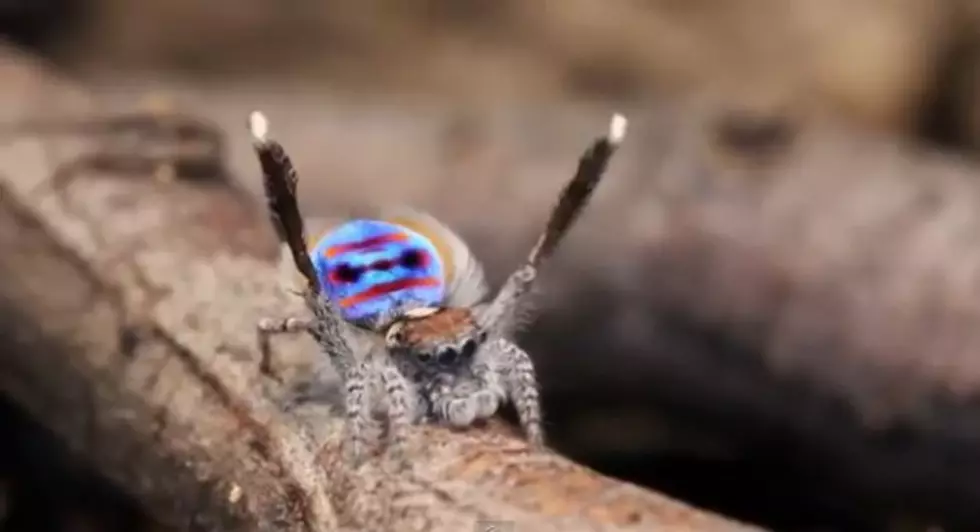 Don&#8217;t Be Scared, Fancy Spider Shows Off It&#8217;s Dance Moves [VIDEO]