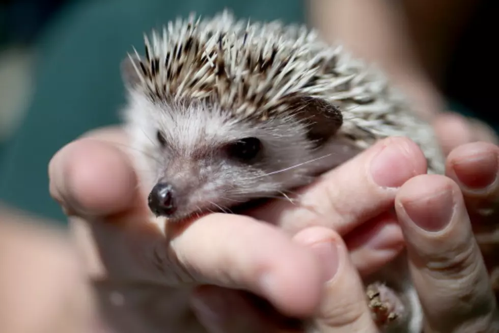 Hedgehogs are Quickly Becoming the Hot New Exotic Pet [VIDEO]