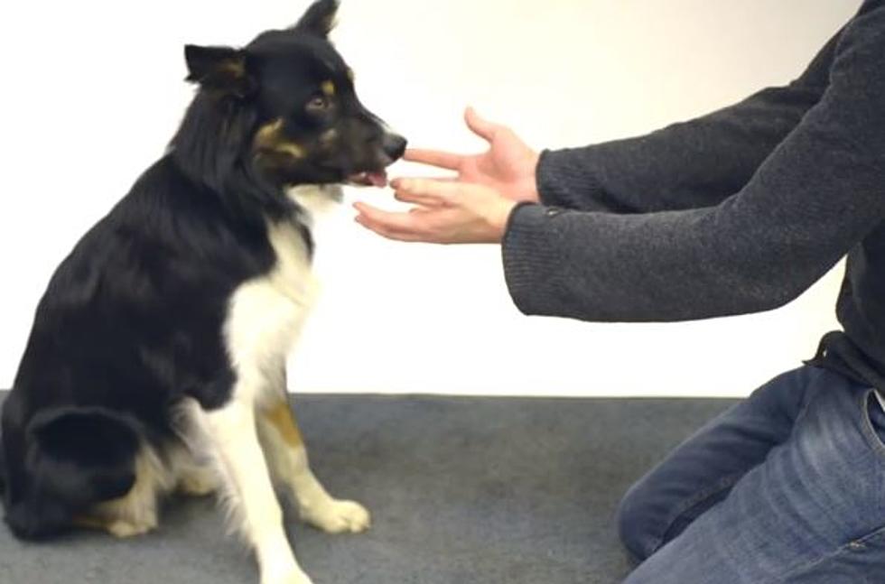 Magician Fools Dogs With Disappearing Treat Magic Trick [VIDEO]