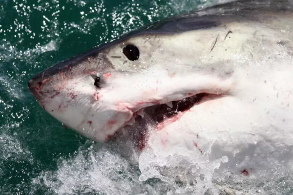 Great White Shark Takes a Bite Out of Film Crews Rubber Boat [VIDEO]