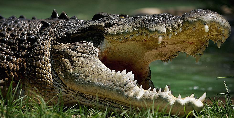 Man Decides to Jump Over a Crocodile, Who You Got? [VIDEO]