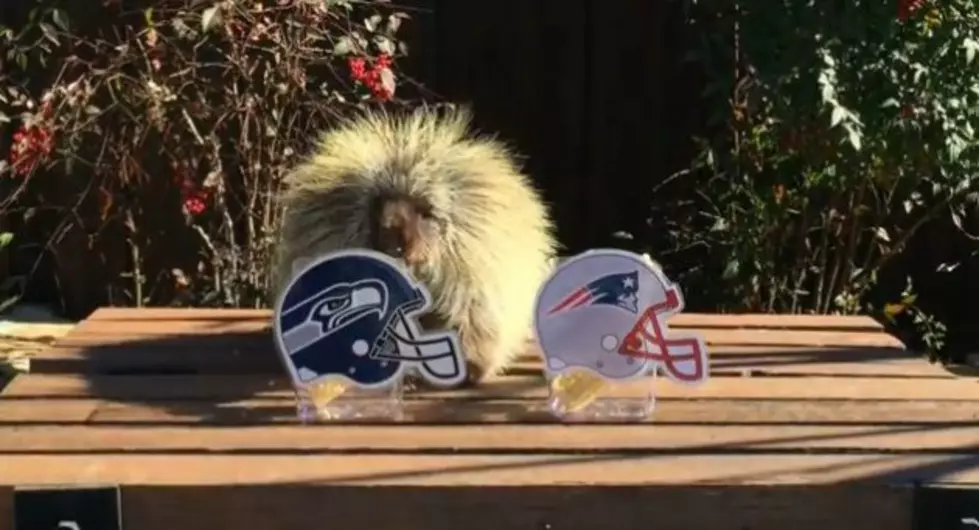 Cutest Super Bowl Prediction Ever With Teddy the Porcupine [VIDEO]