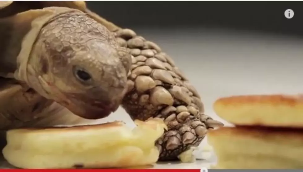 So Great, a Tortoise Eating a Tiny Pancake [VIDEO]