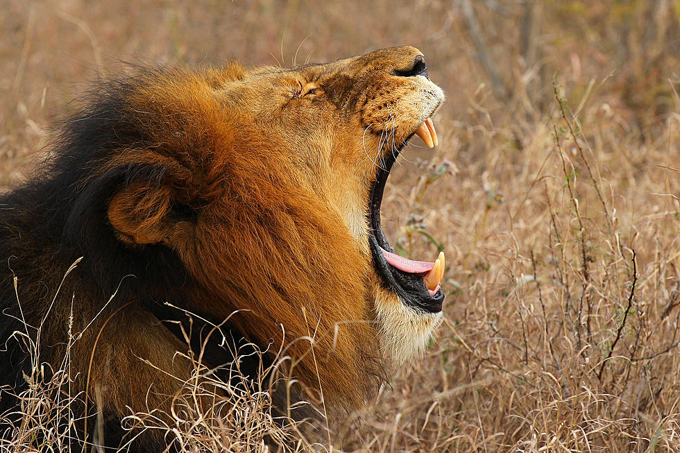 A Lion is Dead in Africa, So What?