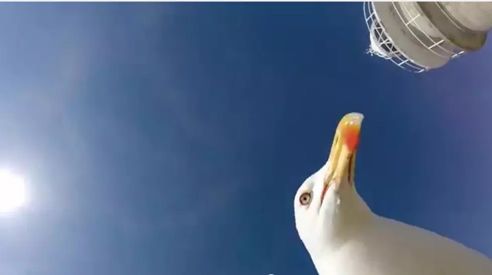 Seagull Steals a Go-Pro Camera [VIDEO]