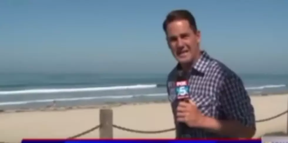 Reporter Loses His Composure When a Giant Bug Flies In His Face [VIDEO]