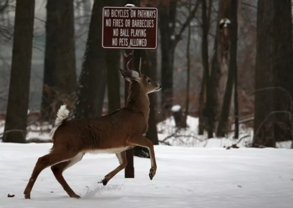 Motorists in Minnesota More Likely to Hit a Deer This Season Compared to Last Year