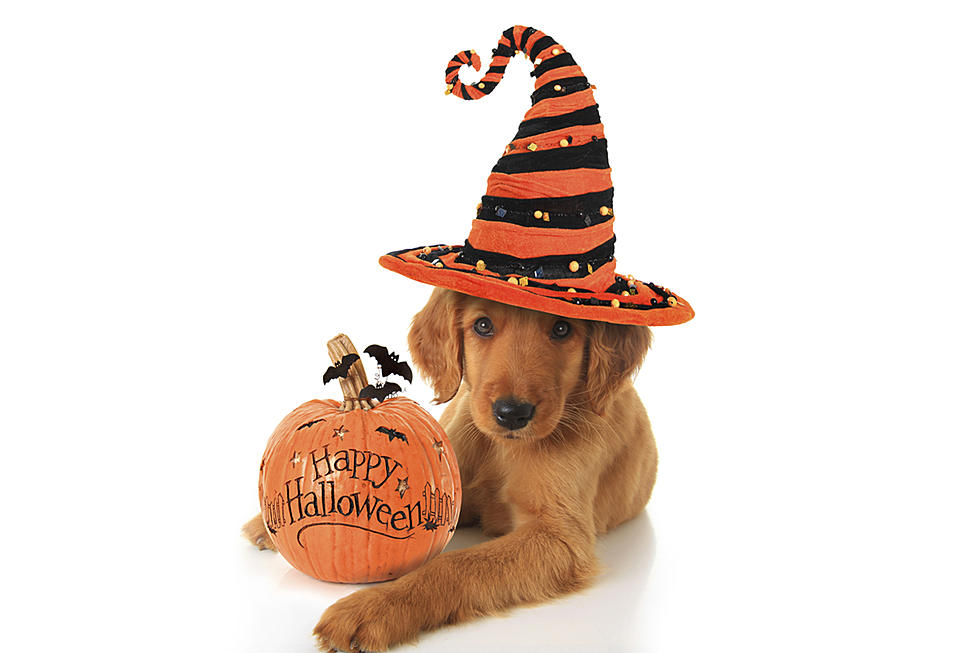 Tips to Keep Your Pets Safe This Halloween