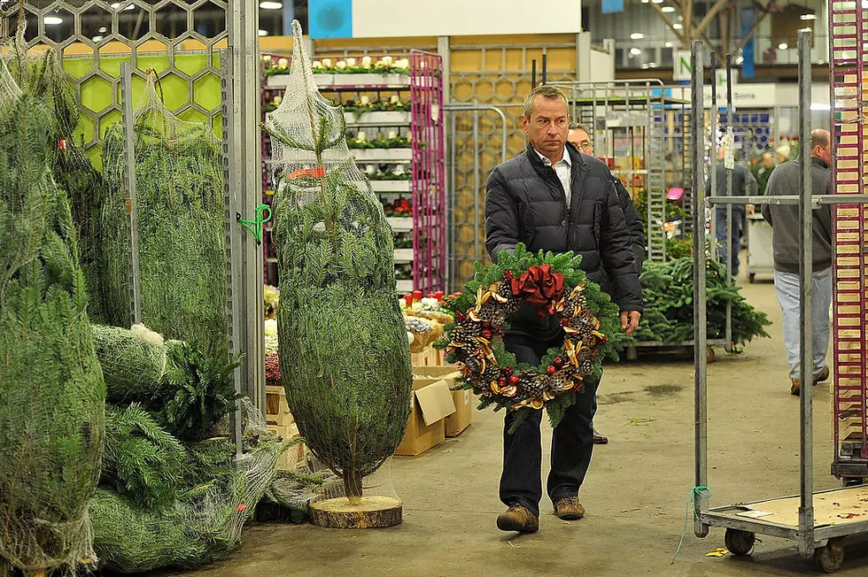 Minnesota State Forests Are A Big Source For The Holiday Wreath Industry