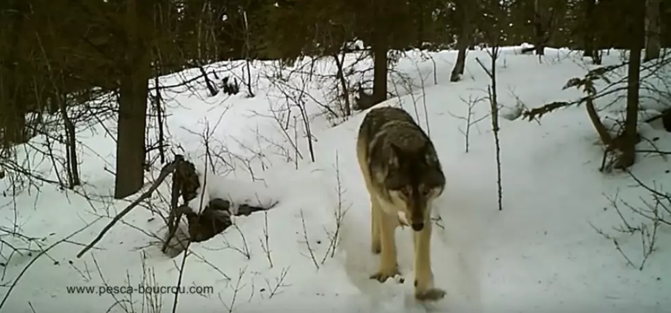Wolf Attack in Duluth