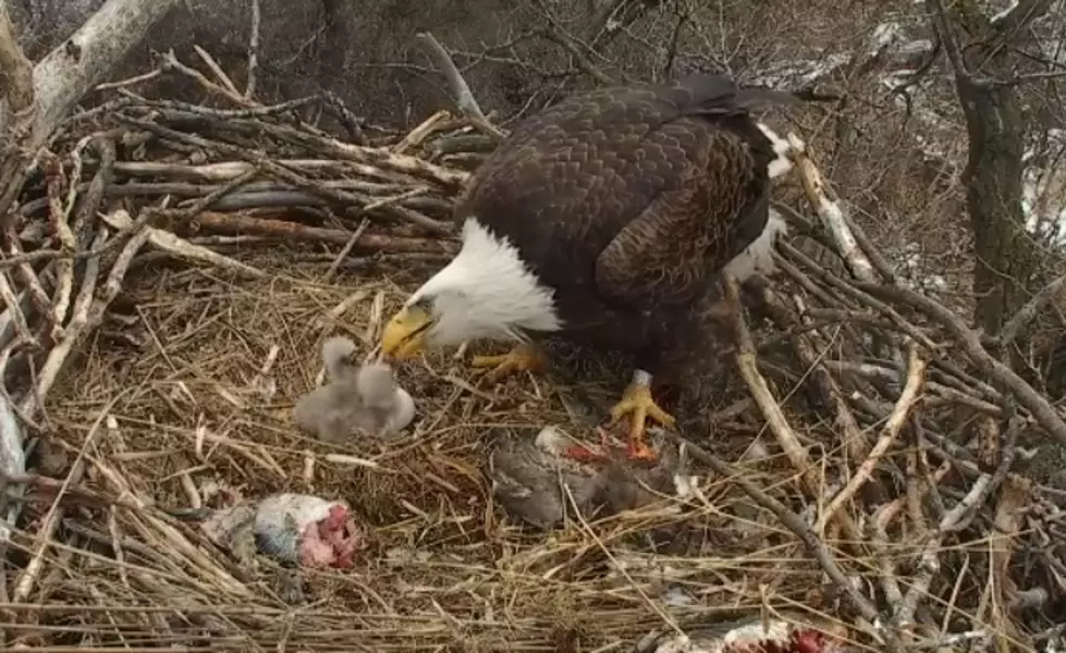 Minnesota DNR Eagle Cam Catches Eaglet Feeding
