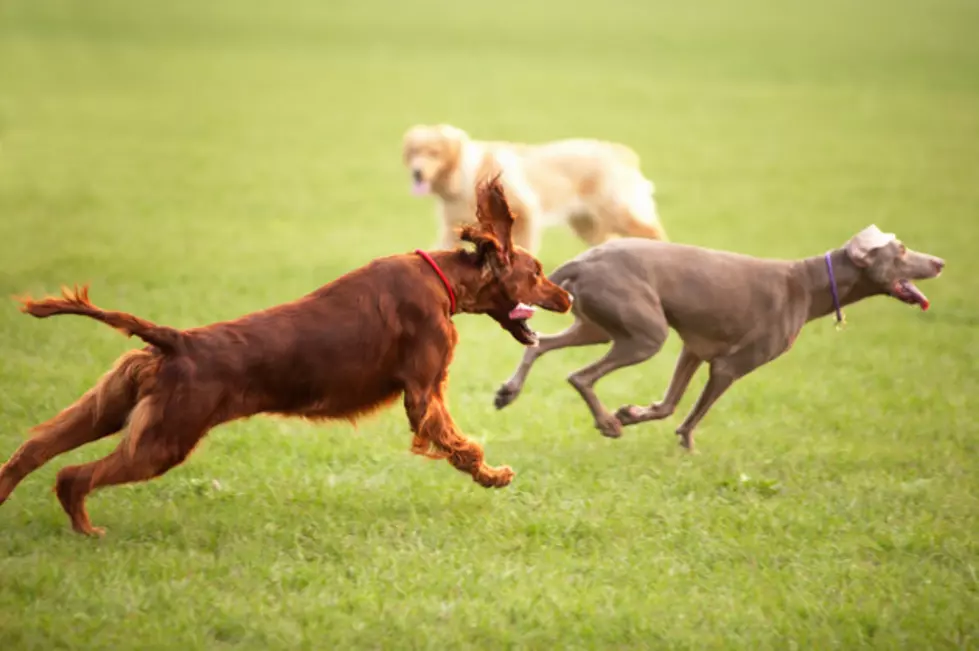 Duluth Dog Parks Will Temporary Close This Week