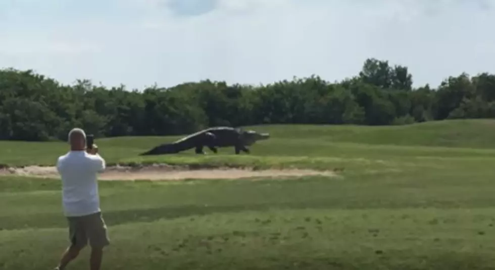 Is The Giant Gator From Florida Real Or Fake? [VIDEO]