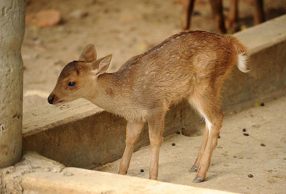 DNR Has Issued a Warning Not go Near or Touch Baby Deer