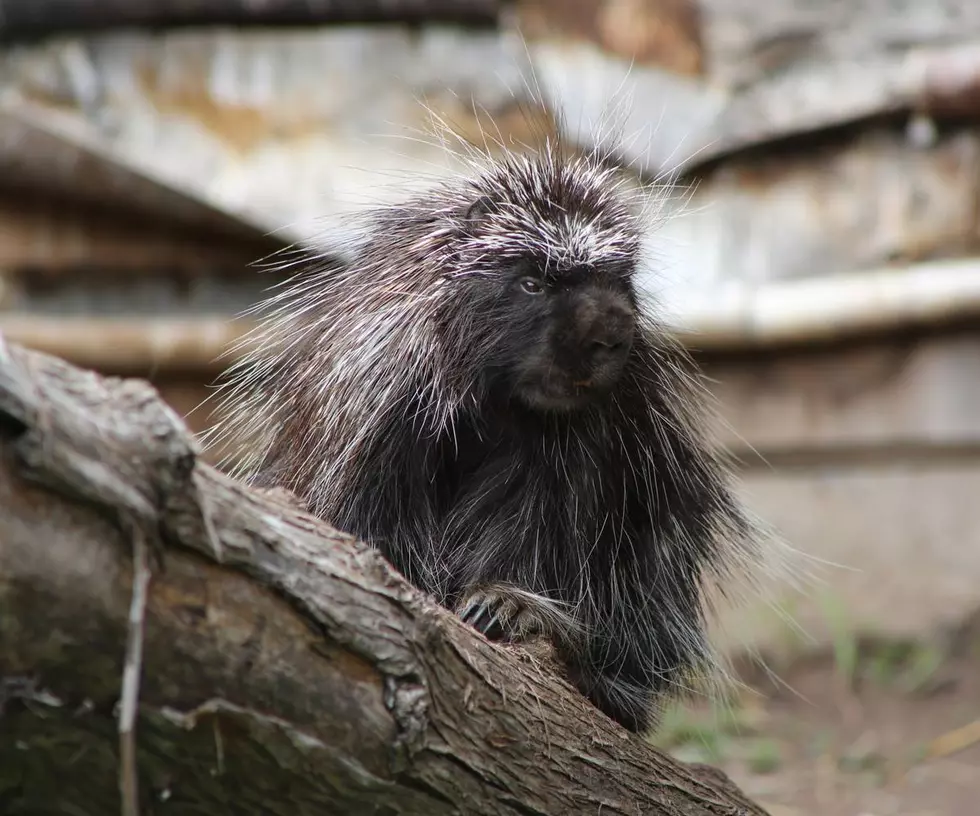 Did Spike The Duluth Porcupine See His Shadow?