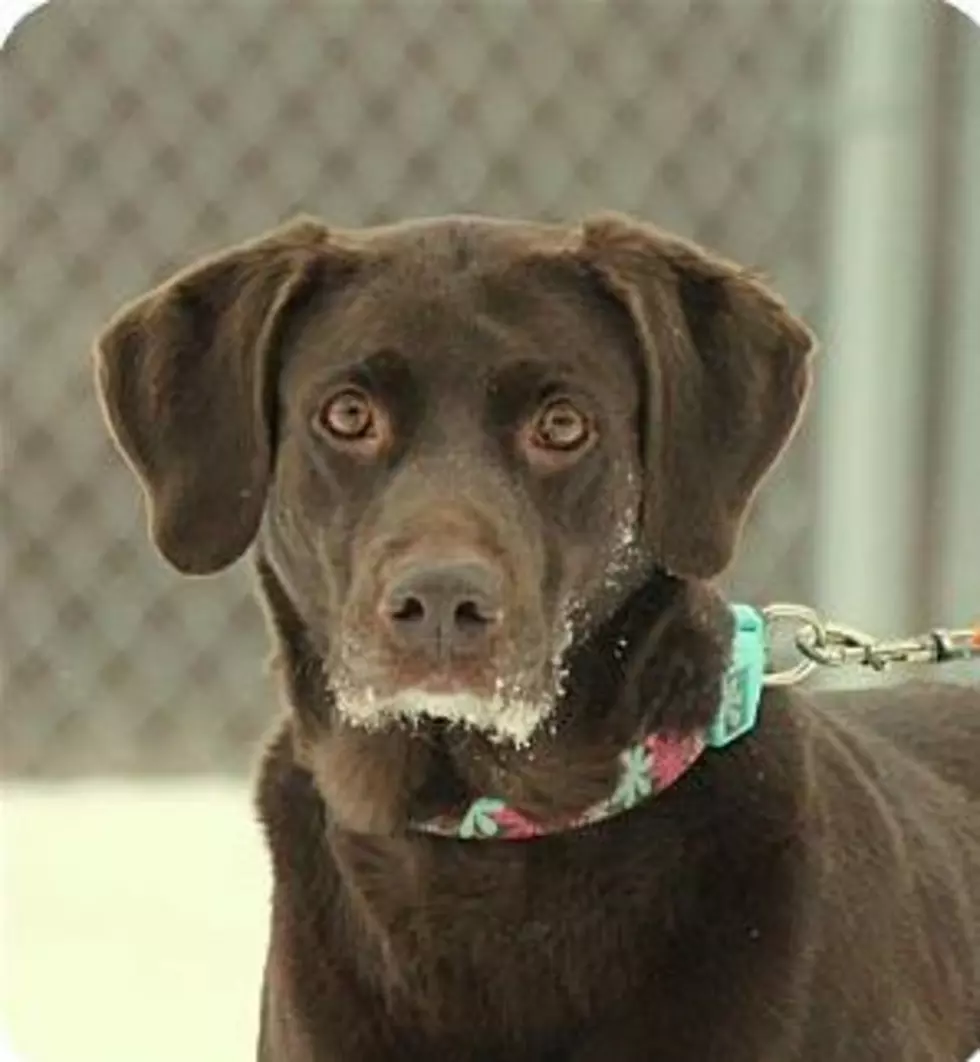 Animal Allies Pet of the Week are Two Labradors Tessa and Smokey, that are B.F.F.&#8217;s