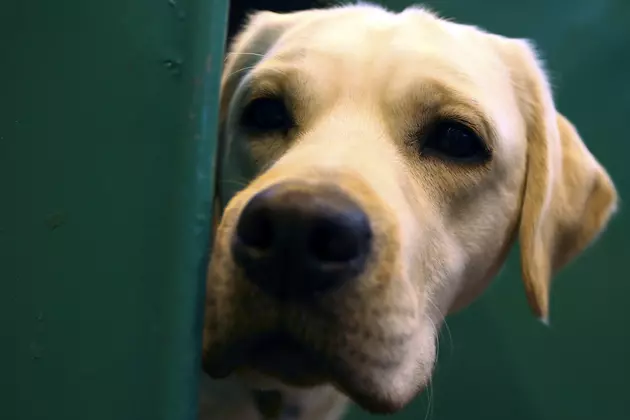 The Most Popular Dog Breed In The Twin Cities and the Nation Last Year was the Labrador Retriever