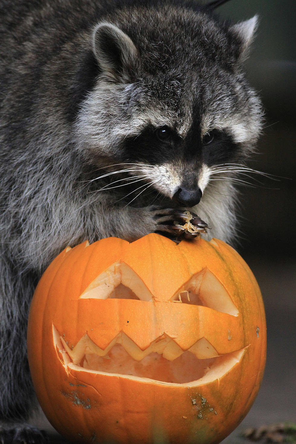 The Minnesota DNR Warns Pet Owners About Distemper From Racoons That Can Spread to Dogs