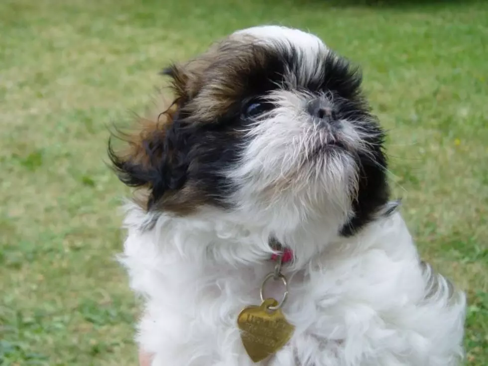 Has Your Dog Ever had a Brief Hacking Cough? Don’t Panic, It May Be a Reverse Sneeze [VIDEO]