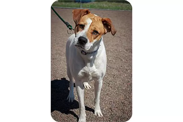 Animal Allies Pet of the Week is a Beautiful Young Dog Named Molly