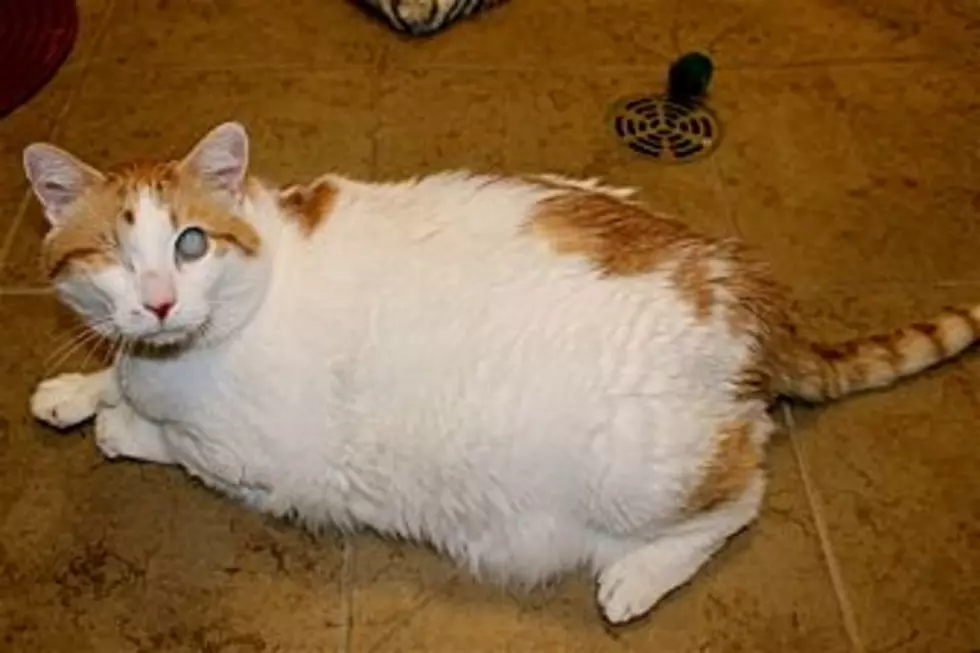 The Animal Allies Pet of the Week is a Big Lovable Cat Named Ray