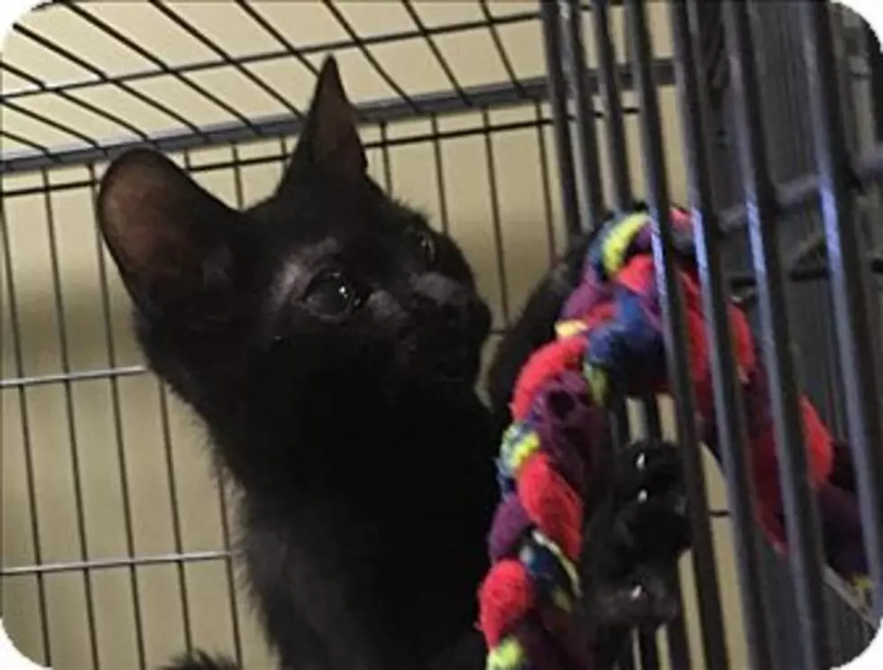 Animal Allies Pet of the Week is a Sweet Kitten Named Curry
