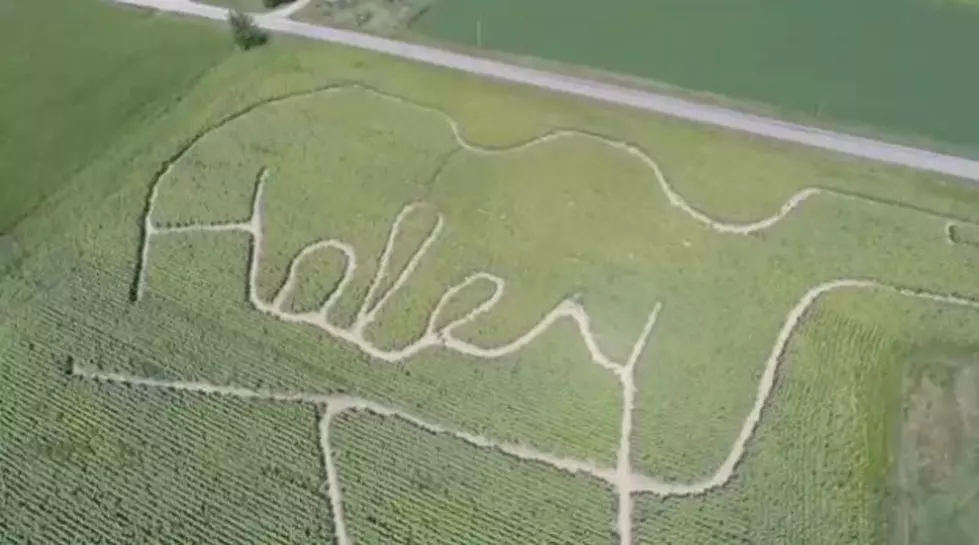 Grieving Wisconsin Father Makes Sunflower Maze in Honor of His Daughter [VIDEO]