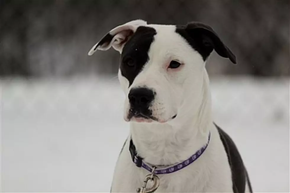 Animal Allies Pet of The Week is a Beautiful Dog Named “Jiggles”