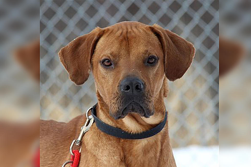 Animal Allies Pet of the Week is a Sweet Dog Named Brutus