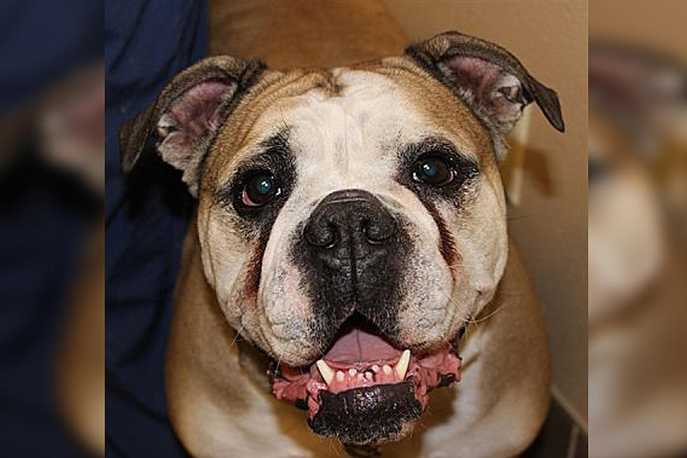Animal Allies Pet of the Week is a Beautiful Dog Named  Chelsey