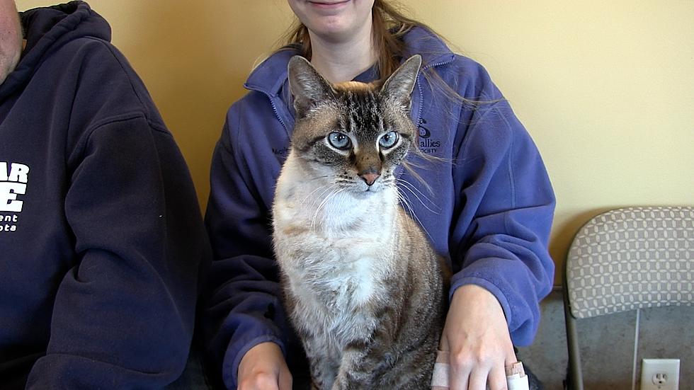 Animal Allies Pet of the Week is a Cool Cat Named Alex [VIDEO]