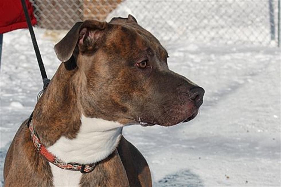 Animal Allies Pet of the Week is a Beautiful Young Dog Named Blaze
