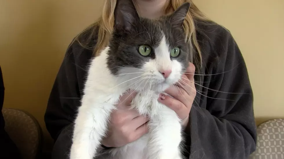 Animal Allies Pet of The Week Is a Young Laid Back Cat Named ‘Tetra’ [VIDEO]