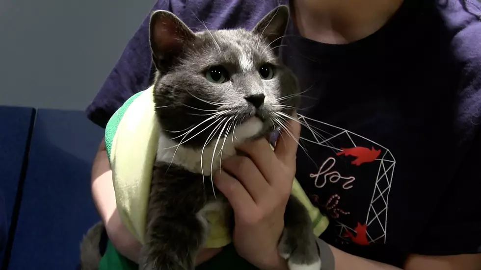 Animal Allies Pet of the Week is a Beautiful Cat Named “Thumbs” [VIDEO]