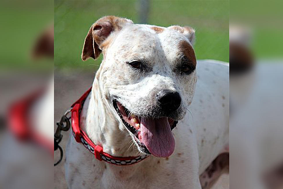 Animal Allies Pet of the Week is an Awesome Dog Named Edgar