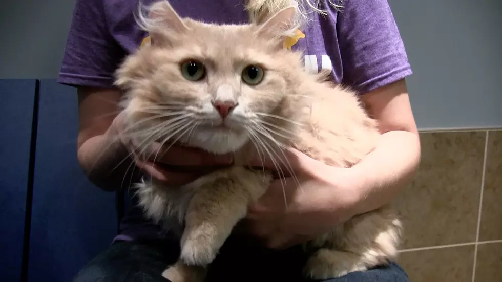 Animal Allies Pet of The Week Is a Shy Cat Named Buffalo [VIDEO]