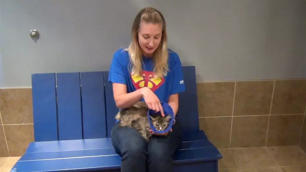 Animal Allies Pet of the Week is a Momma Cat Named Peggy [VIDEO]