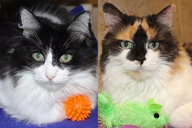 Animal Allies Pet of the Week Is a Beautiful Bonded Pair of Cats