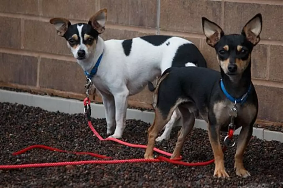 Animal Allies Pets of the Week Are a Bonded Pair of Chihuahua Mix Dogs Named Heath and Natalie