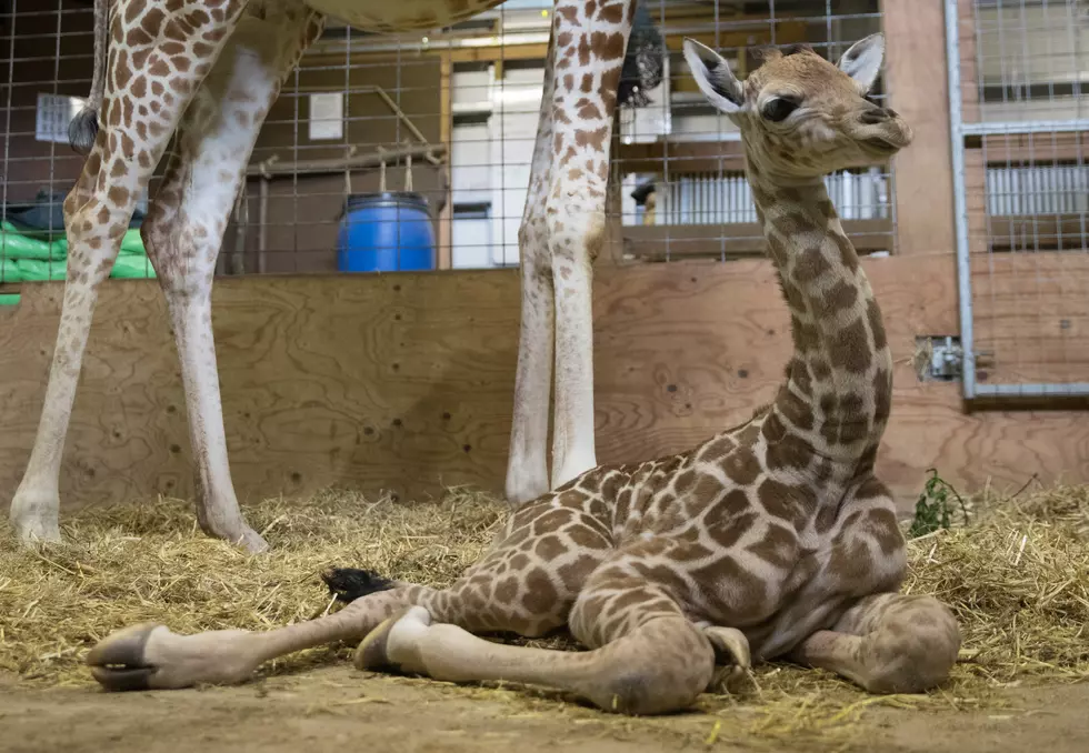 Como Zoo Looking for the Public’s Help Naming Baby Giraffe