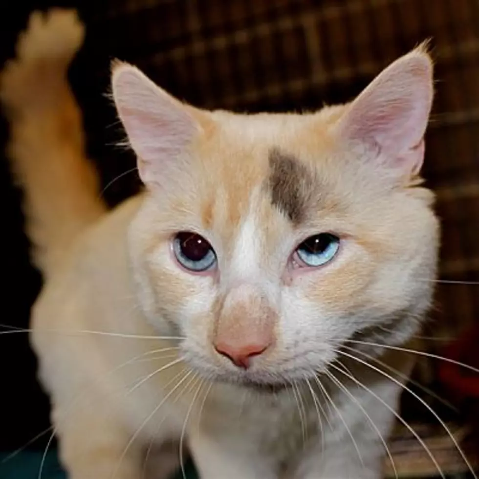 Animal Allies Pet of the Week is A Super Sweet Cat Named Figarova [VIDEO]