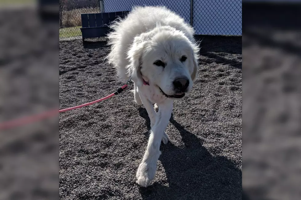 Animal Allies Pet of the Week Is A Gentle Giant of a Dog Named Marshmallow