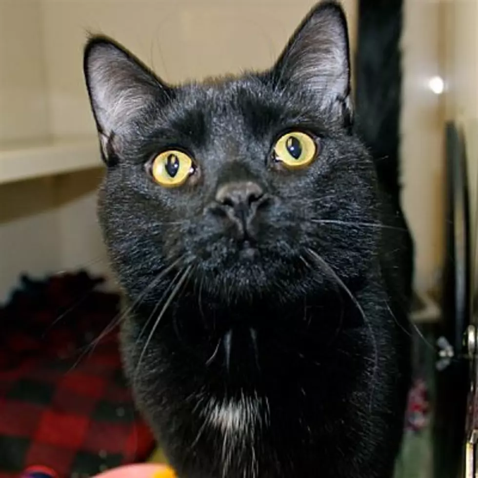 Animal Allies Pet of the Week Is a Beautiful Young Cat Named Mickey