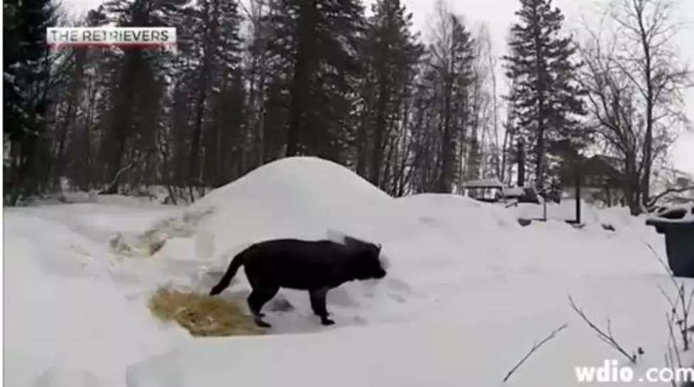 A Group Of Women Spent Weeks Tracking Down A Stray Dog Lost In The Woods [VIDEO]