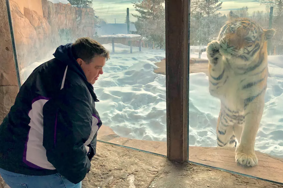 Jeanne Ryan Was Zookeeper For A Day With Lana The Tiger [VIDEO]