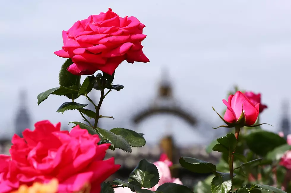 Volunteers Needed Today To Help Raise The Roses in Duluth