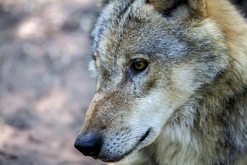 Duluth Man Saved His Dog From a Wolf Attack Near Observation Road