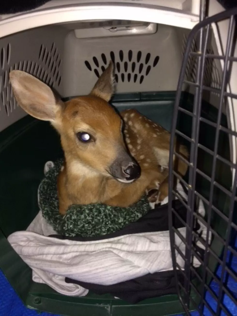 Duluth Police Officer Rescued a Very Young Fawn Found On the Road
