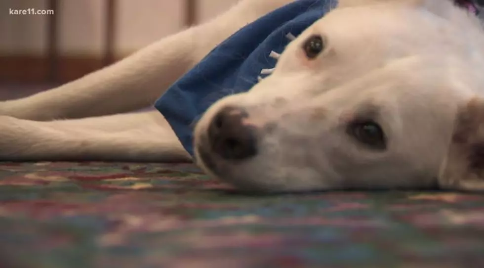 Twin Cities Funeral Home To Have a Therapy Dog In House [VIDEO]