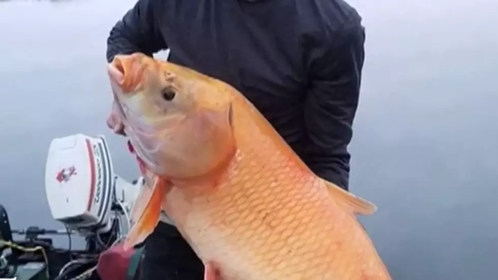 Minnesota Man Catches Rare and Old Orange Fish